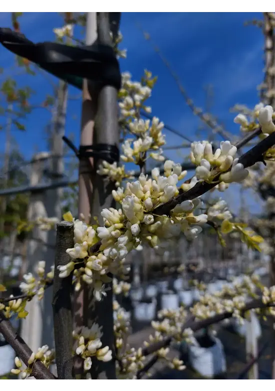 Kanadischer Judasbaum 'Royal White' | Cercis canadensis 'Royal White'