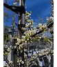 Kanadischer Judasbaum 'Royal White' | Cercis canadensis 'Royal White'