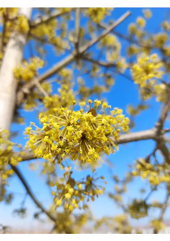 Kornelkirsche Baum | Cornus mas