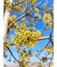 Kornelkirsche Baum | Cornus mas Kornelkirsche Baum | Cornus mas