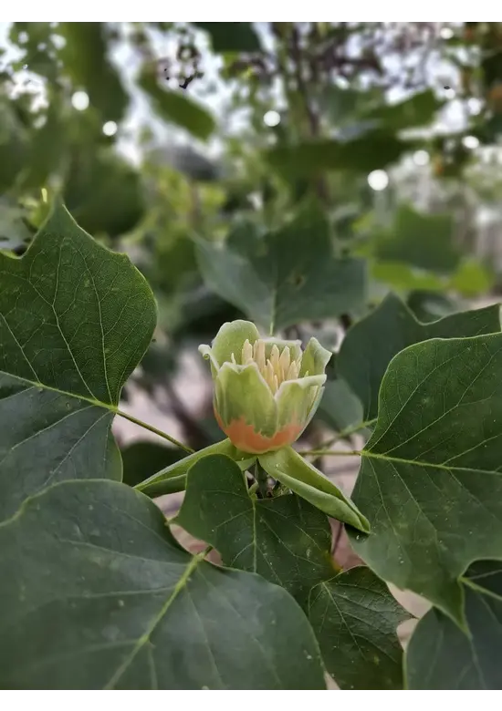 Säulen-Tulpenbaum 'Fastigiatum' | Liriodendron tulipifera 'Fastigiatum'