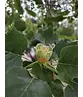 Säulen-Tulpenbaum 'Fastigiatum' | Liriodendron tulipifera 'Fastigiatum'