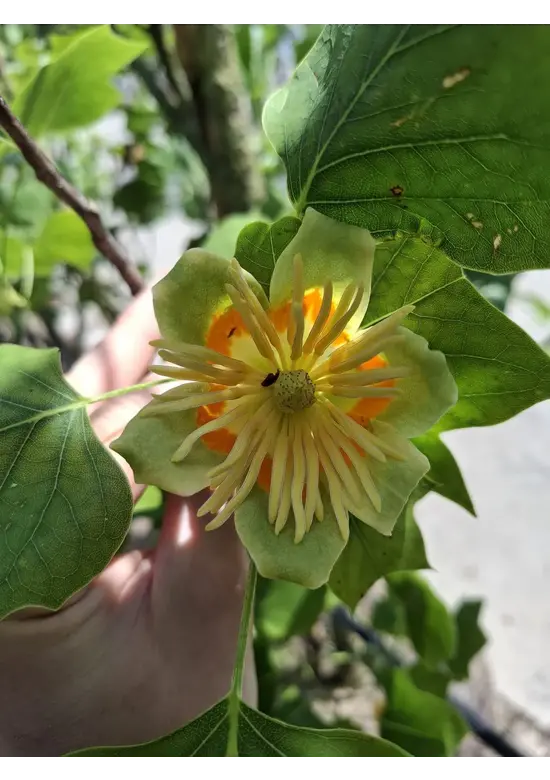 Säulen-Tulpenbaum 'Fastigiatum' | Liriodendron tulipifera 'Fastigiatum' Säulen-Tulpenbaum 'Fastigiatum' | Liriodendron tulipifera 'Fastigiatum'