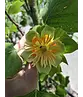 Säulen-Tulpenbaum 'Fastigiatum' | Liriodendron tulipifera 'Fastigiatum' Säulen-Tulpenbaum 'Fastigiatum' | Liriodendron tulipifera 'Fastigiatum'