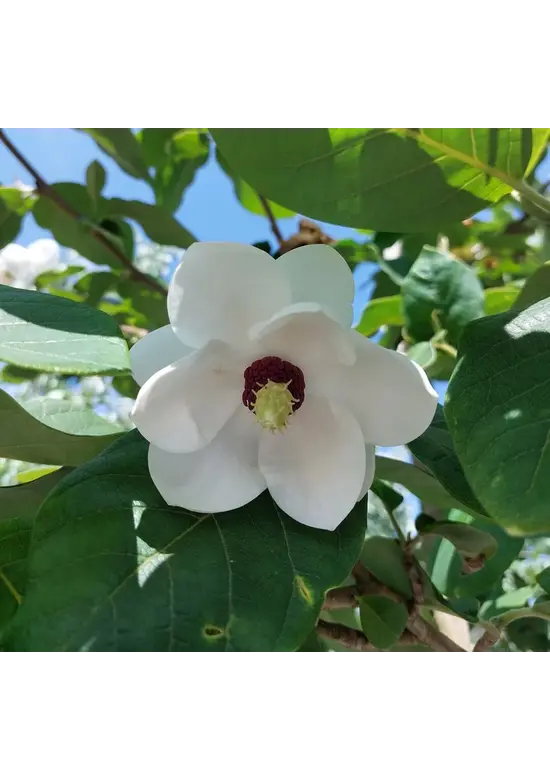 Kleiner Sommermagnolie | Magnolia sieboldii