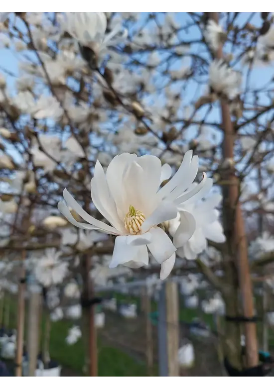 Stermagnolie | Magnolia stellata 'Royal Star'
