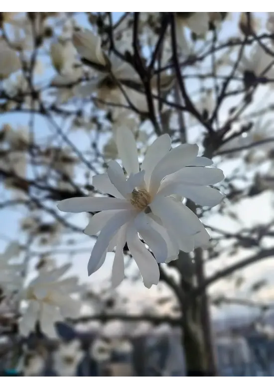 Stermagnolie | Magnolia stellata 'Royal Star'