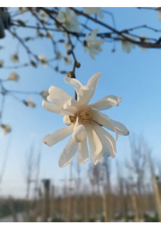 Stermagnolie | Magnolia stellata 'Royal Star'