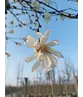 Stermagnolie | Magnolia stellata 'Royal Star'