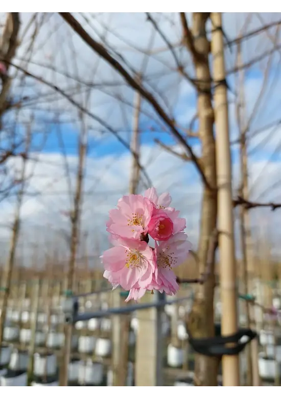 Zierkirsche 'Accolade' | Prunus 'Accolade' Zierkirsche 'Accolade' | Prunus 'Accolade'