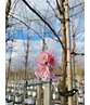 Zierkirsche 'Accolade' | Prunus 'Accolade' Zierkirsche 'Accolade' | Prunus 'Accolade'