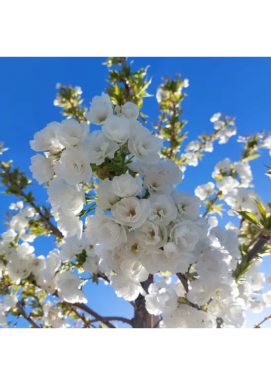 Gefülltblühende Vogelkirsche 'Plena' | Prunus avium 'Plena'