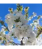 Gefülltblühende Vogelkirsche 'Plena' | Prunus avium 'Plena'