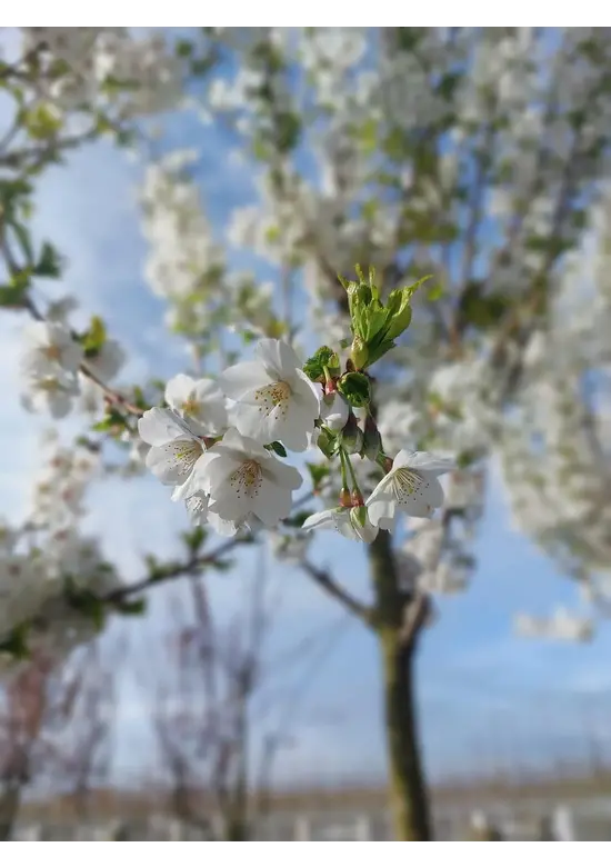 Zierkirsche 'Umineko' | Prunus 'Umineko'