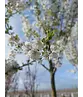 Zierkirsche 'Umineko' | Prunus 'Umineko'
