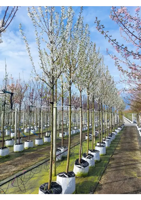 Zierkirsche 'Umineko' | Prunus 'Umineko'