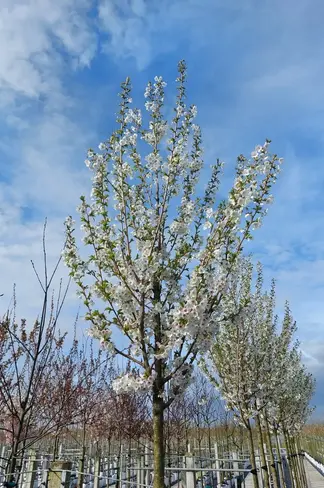 Zierkirsche 'Umineko' | Prunus 'Umineko' Zierkirsche 'Umineko' | Prunus 'Umineko'