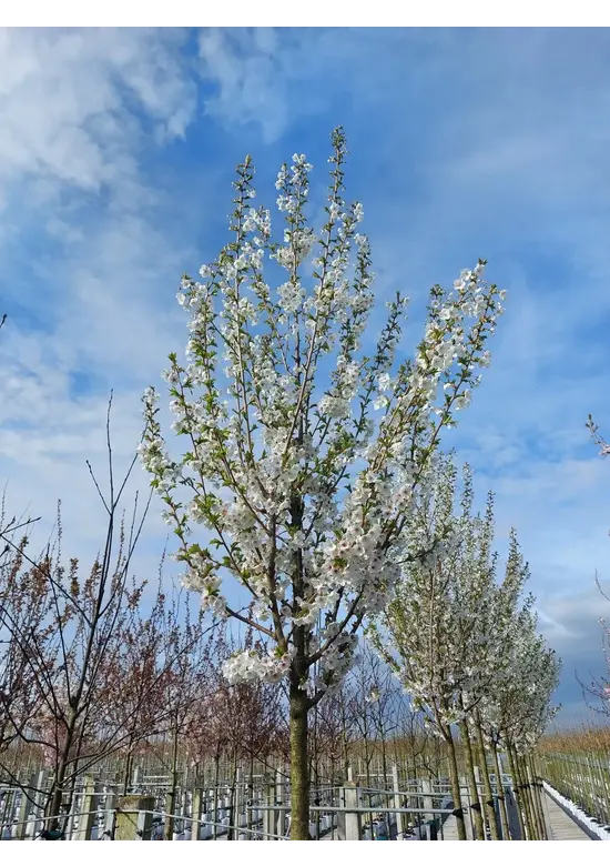 Zierkirsche 'Umineko' | Prunus 'Umineko'