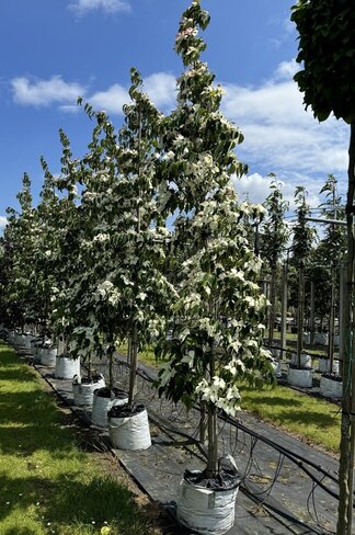 Japanischer Blumen-Hartriegel 'Großblumig Spaet' | Cornus kousa 'Großblumig Spaet' Japanischer Blumen-Hartriegel 'Großblumig Spaet' | Cornus kousa 'Großblumig Spaet'