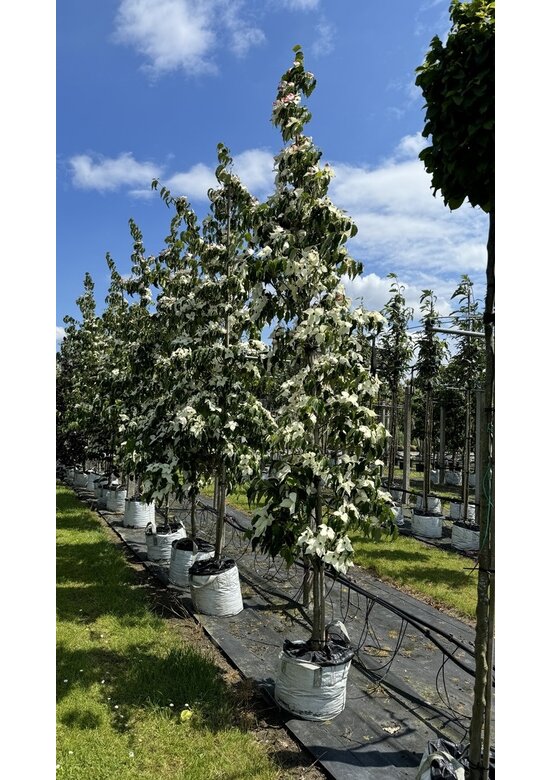 Japanischer Blumen-Hartriegel 'Großblumig Spaet' | Cornus kousa 'Großblumig Spaet'