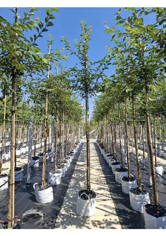 Zierkirsche 'Accolade' | Prunus 'Accolade' Zierkirsche 'Accolade' | Prunus 'Accolade'