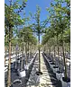 Zierkirsche 'Accolade' | Prunus 'Accolade' Zierkirsche 'Accolade' | Prunus 'Accolade'