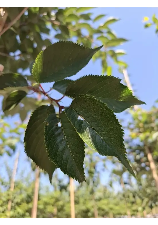 Zierkirsche 'Accolade' | Prunus 'Accolade' Zierkirsche 'Accolade' | Prunus 'Accolade'