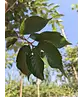 Zierkirsche 'Accolade' | Prunus 'Accolade' Zierkirsche 'Accolade' | Prunus 'Accolade'