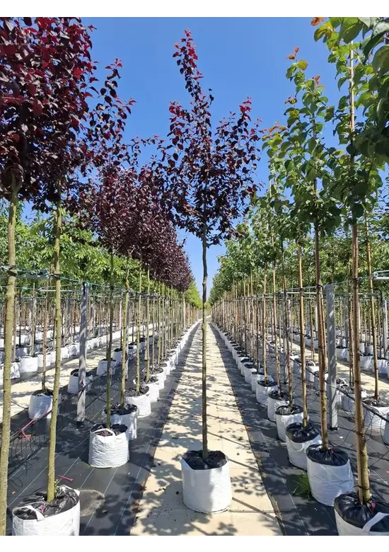 Blutpflaume  | Prunus cerasifera 'Nigra'