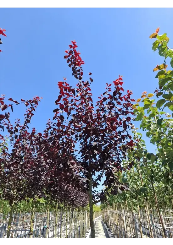 Blutpflaume  | Prunus cerasifera 'Nigra'