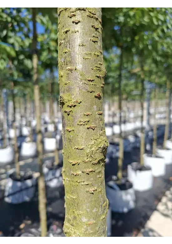 Hellrosa Nelkenkirsche 'Pink Perfection' | Prunus serrulata 'Pink Perfection'