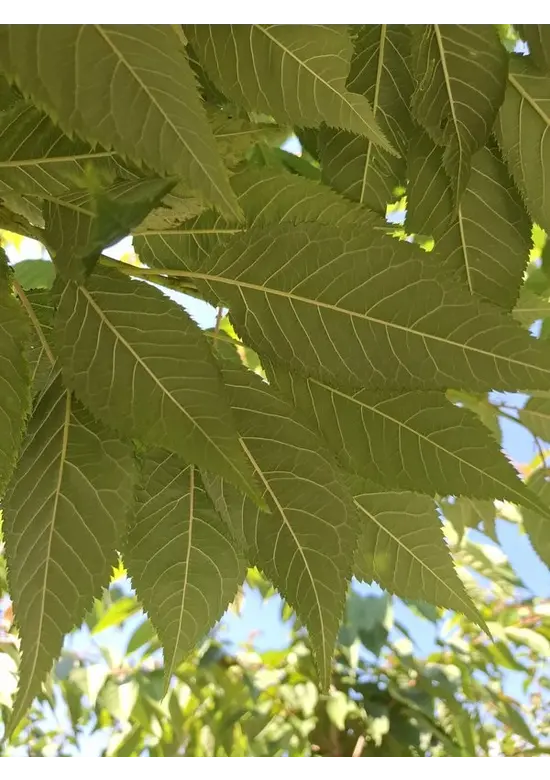 Hellrosa Nelkenkirsche 'Pink Perfection' | Prunus serrulata 'Pink Perfection'
