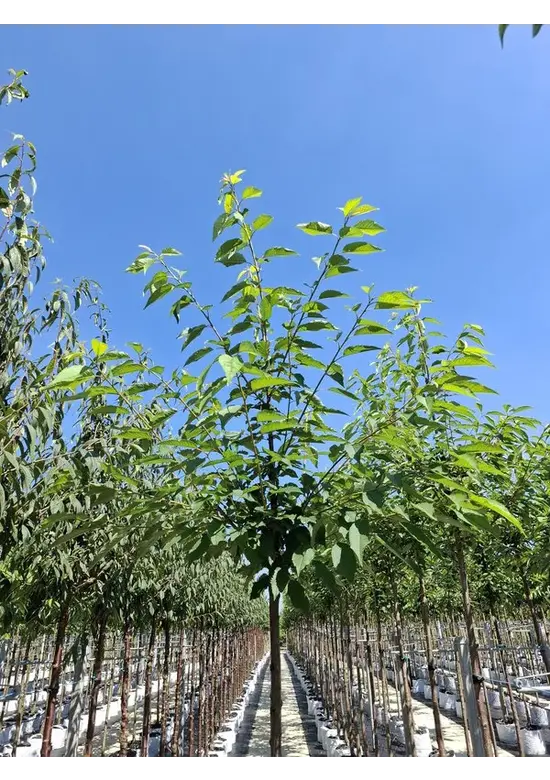 Gefülltblühende Vogelkirsche 'Plena' | Prunus avium 'Plena'