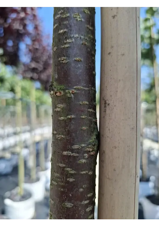 Berg-Kirsche Rancho | Prunus sargentii 'Rancho'