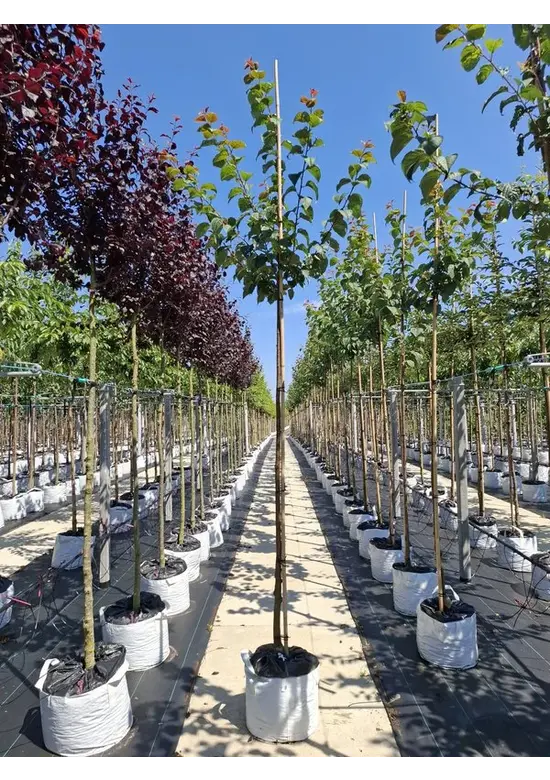 Berg-Kirsche Rancho | Prunus sargentii 'Rancho'