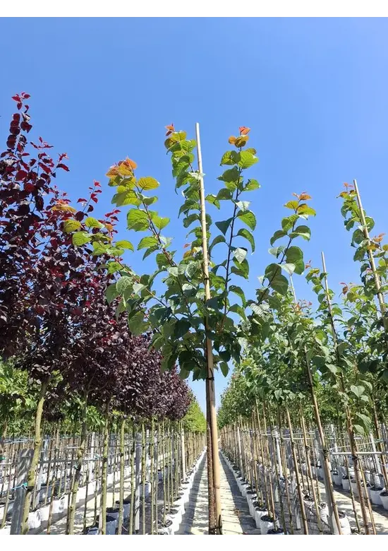 Berg-Kirsche Rancho | Prunus sargentii 'Rancho'