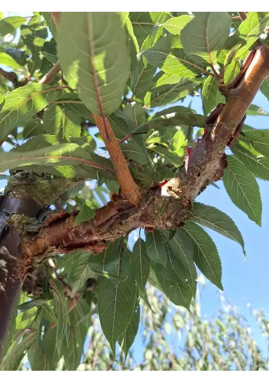 Mahagoni-Kirsche | Prunus serrula