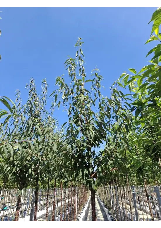 Mahagoni-Kirsche | Prunus serrula