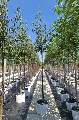 Mahagoni-Kirsche | Prunus serrula Mahagoni-Kirsche | Prunus serrula