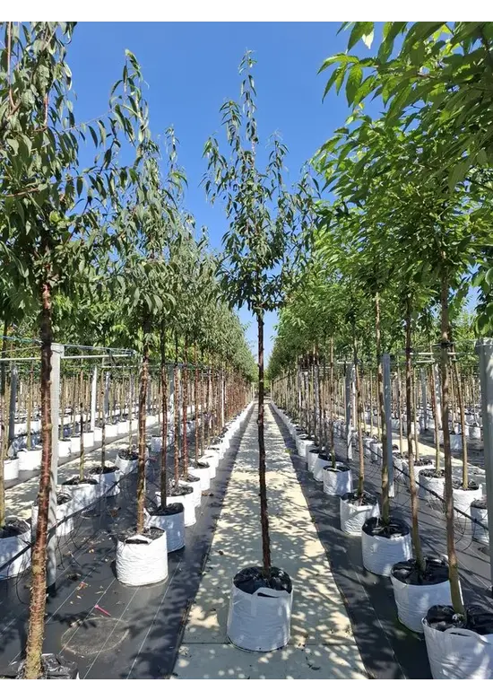 Mahagoni-Kirsche | Prunus serrula