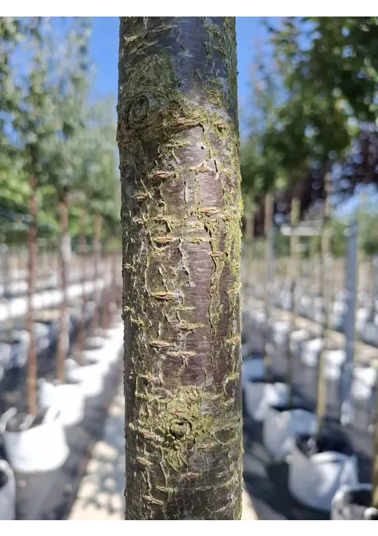 Säulenkirsche - Schlanke Blütenkirsche 'Spire' | Prunus hillieri 'Spire'