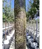 Säulenkirsche - Schlanke Blütenkirsche 'Spire' | Prunus hillieri 'Spire'