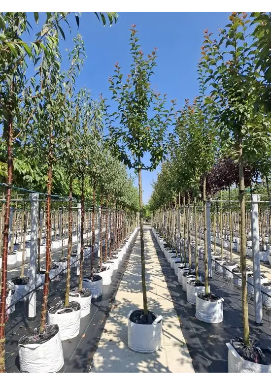 Säulenkirsche - Schlanke Blütenkirsche 'Spire' | Prunus hillieri 'Spire'