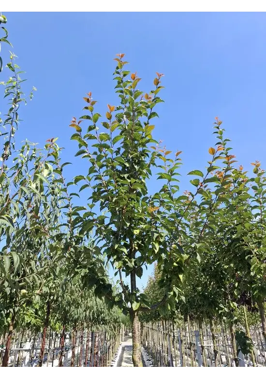 Säulenkirsche - Schlanke Blütenkirsche 'Spire' | Prunus hillieri 'Spire'