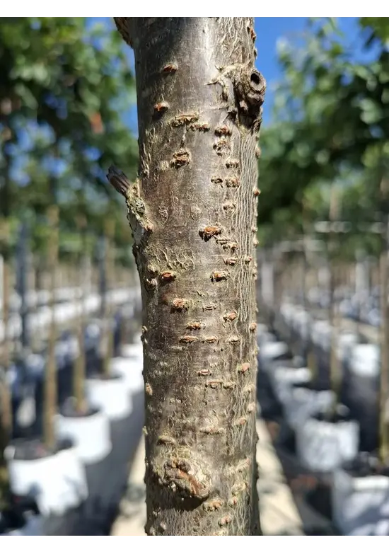 Weiße Zierkirsche 'Taihaku' | Prunus serrulata 'Taihaku'