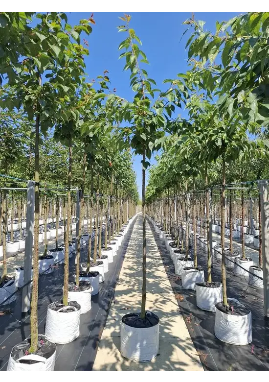 Weiße Zierkirsche 'Taihaku' | Prunus serrulata 'Taihaku'