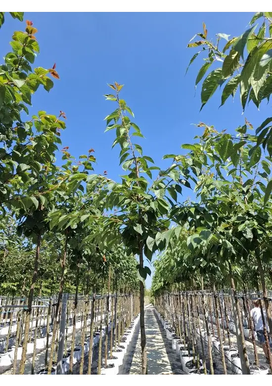 Weiße Zierkirsche 'Taihaku' | Prunus serrulata 'Taihaku'