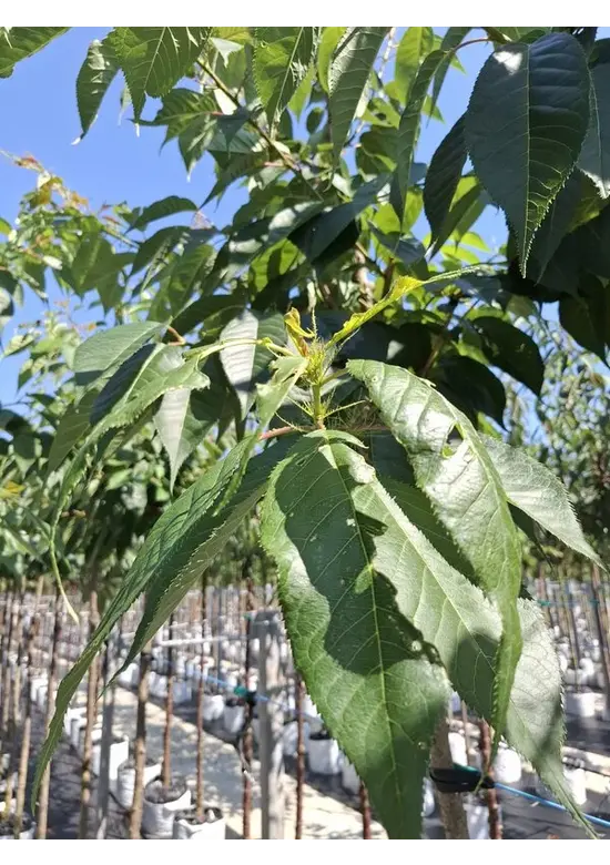 Weiße Zierkirsche 'Taihaku' | Prunus serrulata 'Taihaku'