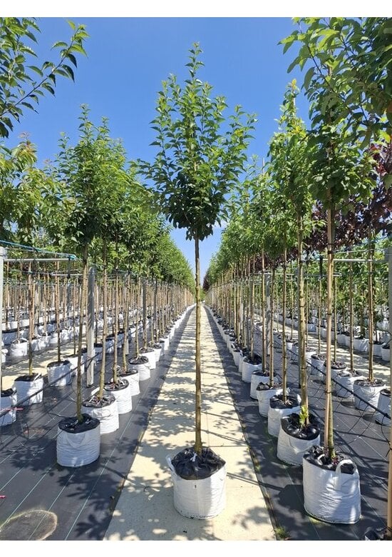 Zierkirsche 'Umineko' | Prunus 'Umineko'