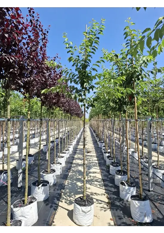 Tokio Kirsche | Prunus yedoensis